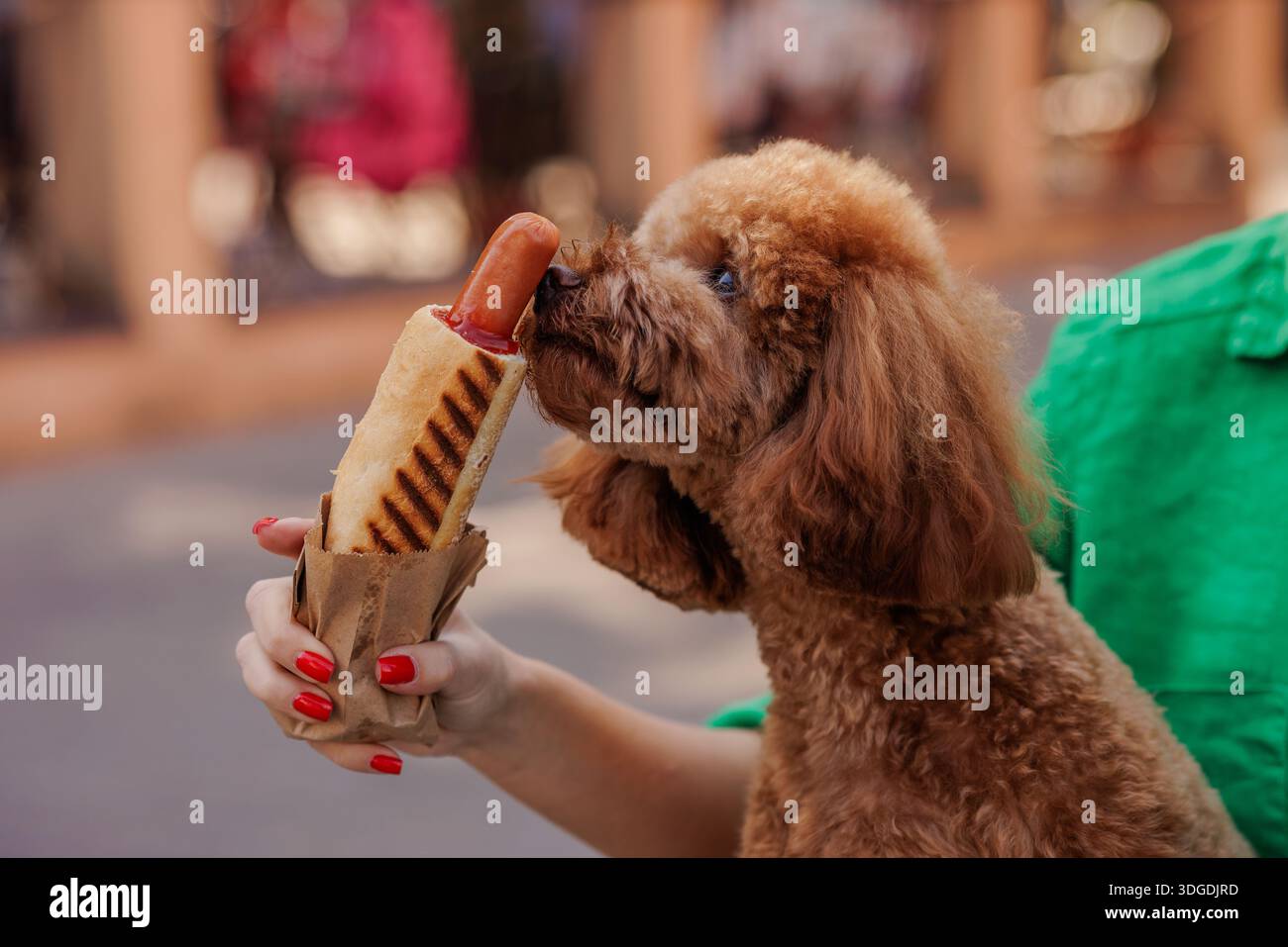 Curioso e soffice puzzolente hot dog tenuto da donna con unghie rosse, divertente momento urbano di animali domestici in un caffè all'aperto o in strada. Foto Stock