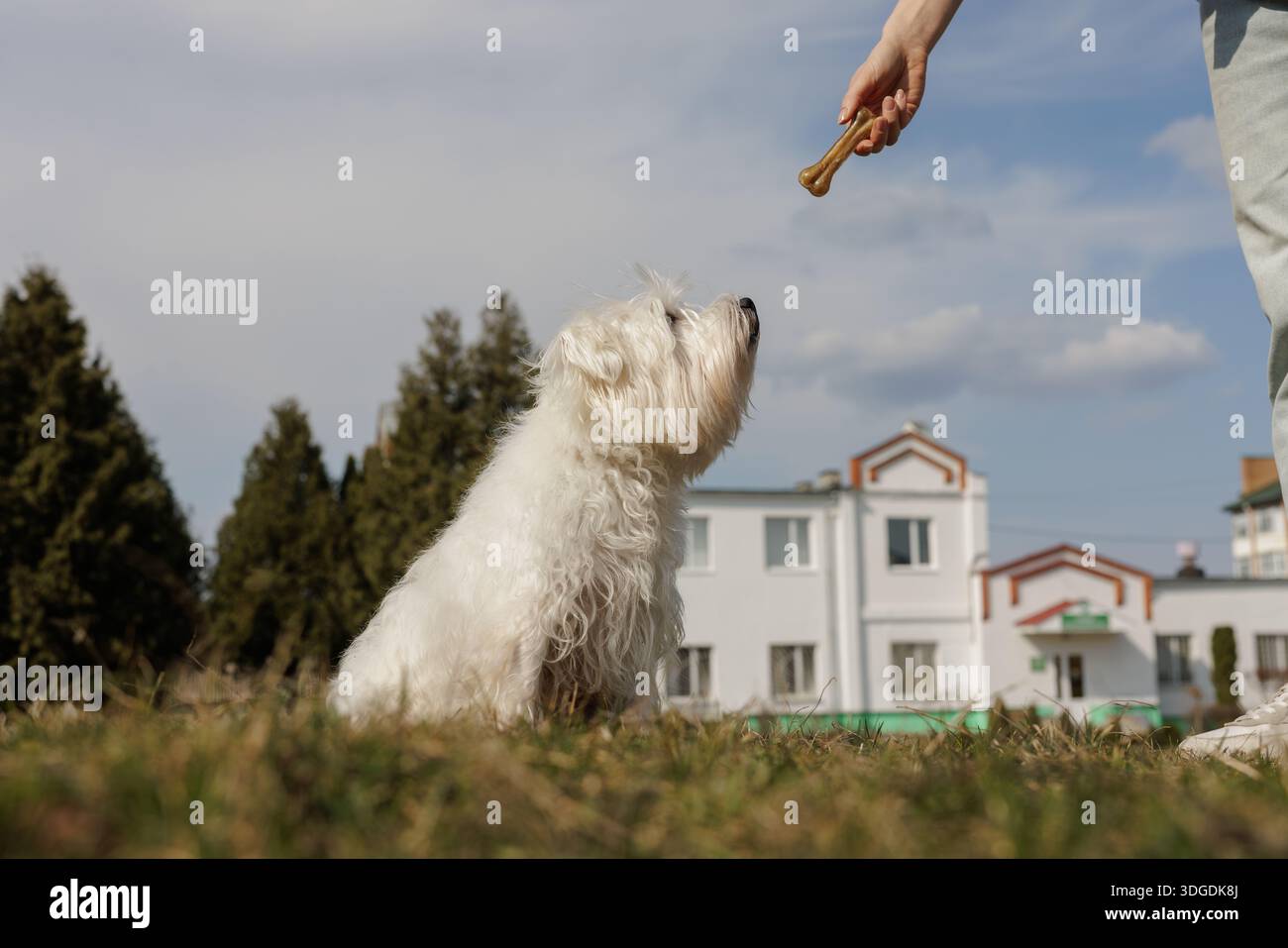 Cane bianco soffice che guarda eccitatamente un trattamento a forma di osso tenuto da una mano umana contro un cielo nuvoloso. Foto Stock
