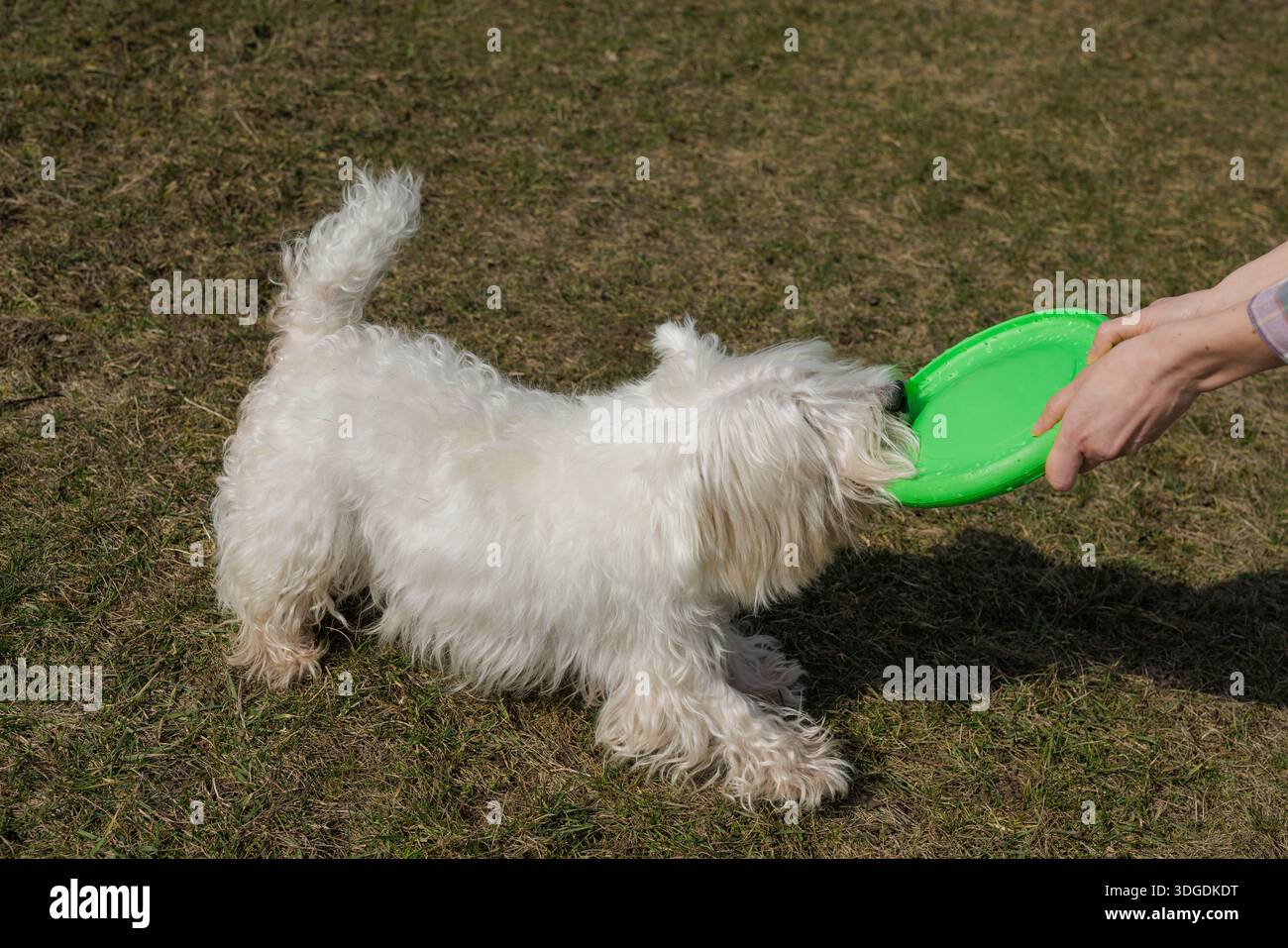 Giocoso cane del West Highland White Terrier in piedi sull'erba, incentrato sul frisbee verde in mano al proprietario, pronto a giocare all'aperto vicino alla casa di periferia Foto Stock