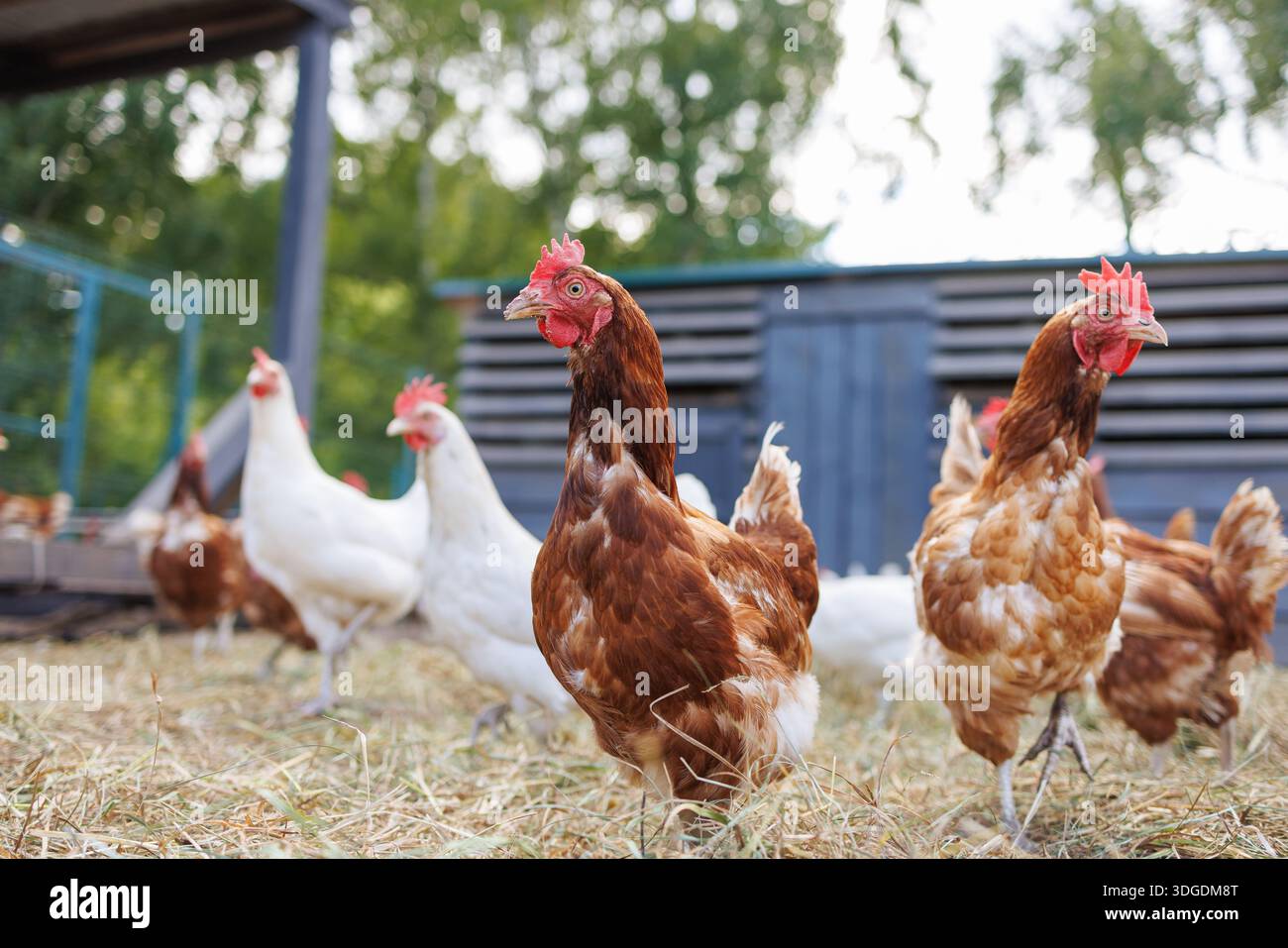 Polli all’aperto in un’azienda agricola all’alba, pollame biologico in un ambiente rurale naturale. Foto Stock