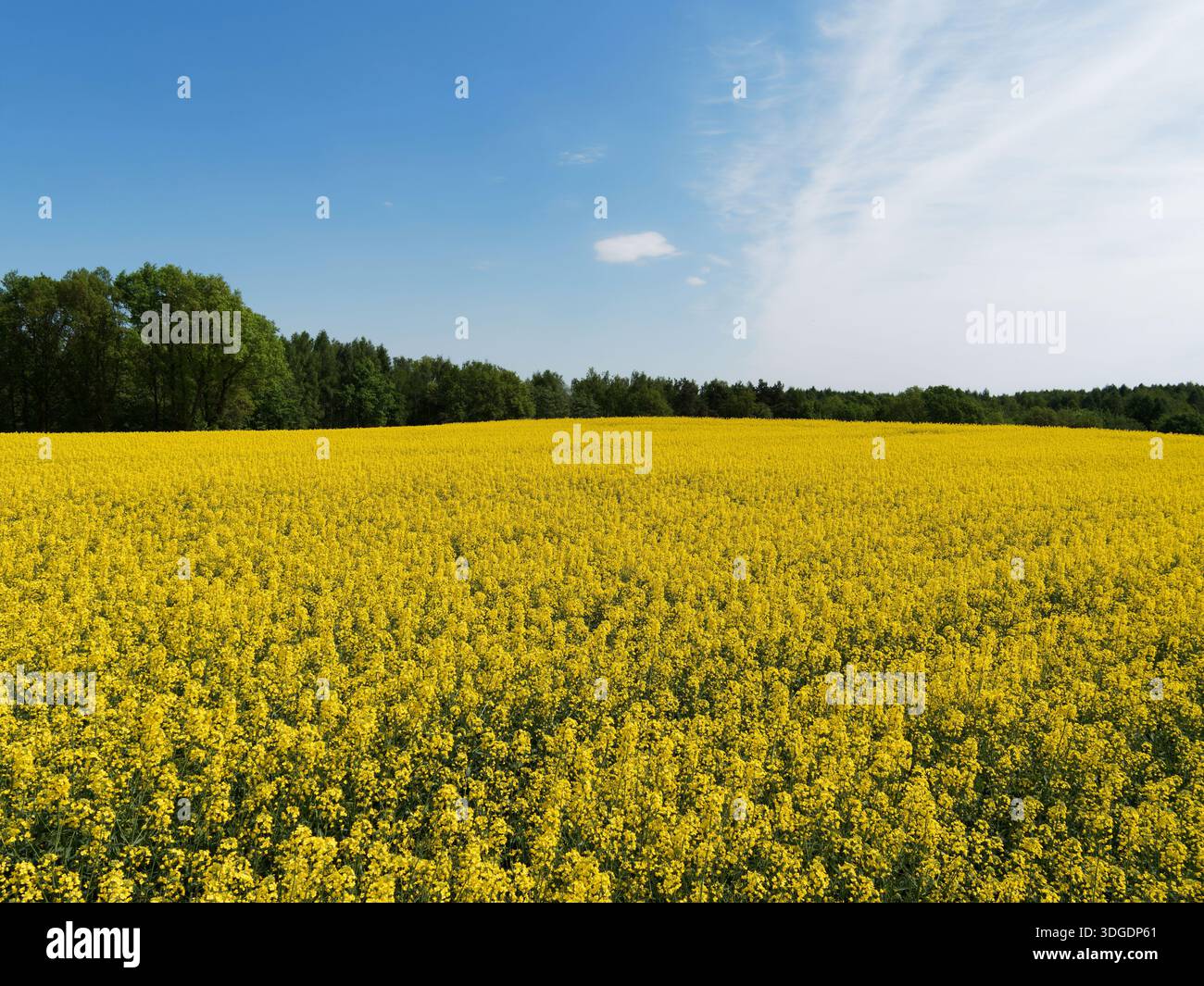 Paesaggio primaverile con un cielo blu di colza Foto Stock