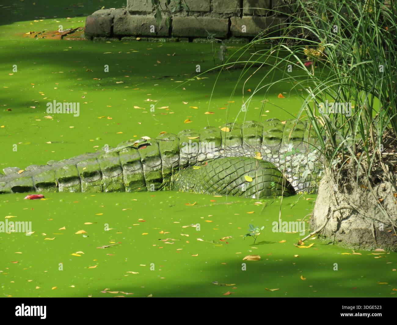 Grande coccodrillo di acqua salata in Myanmar Foto Stock