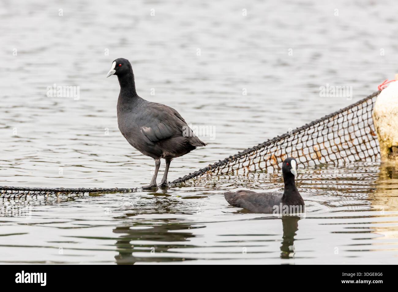 Fotografia di un uccellino d'acqua di palude nero Australasiano in piedi su una barriera di detriti di corda a rete in un lago d'acqua dolce nell'Australia regionale. Foto Stock