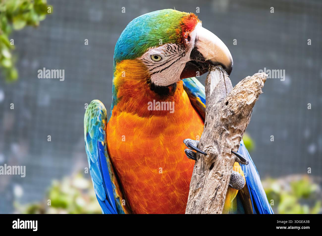 Ritratto ravvicinato di un colorato maccherone blu e oro ai Giardini Botanici di Maleny, Queensland, Australia Foto Stock
