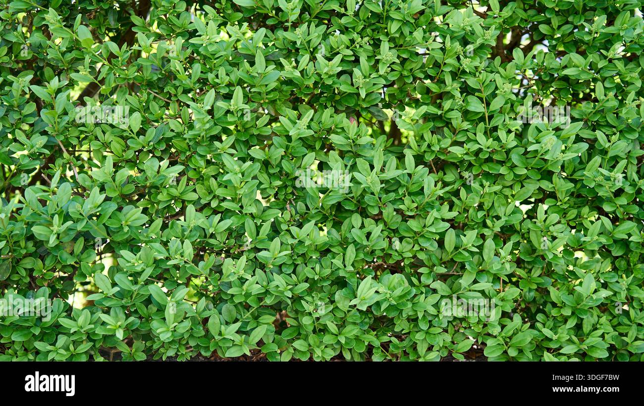 Fitto fogliame verde di una siepe di privet. Struttura a foglia naturale e motivo di un rigoglioso arbusto del giardino, ideale per lo sfondo o il design del paesaggio Foto Stock