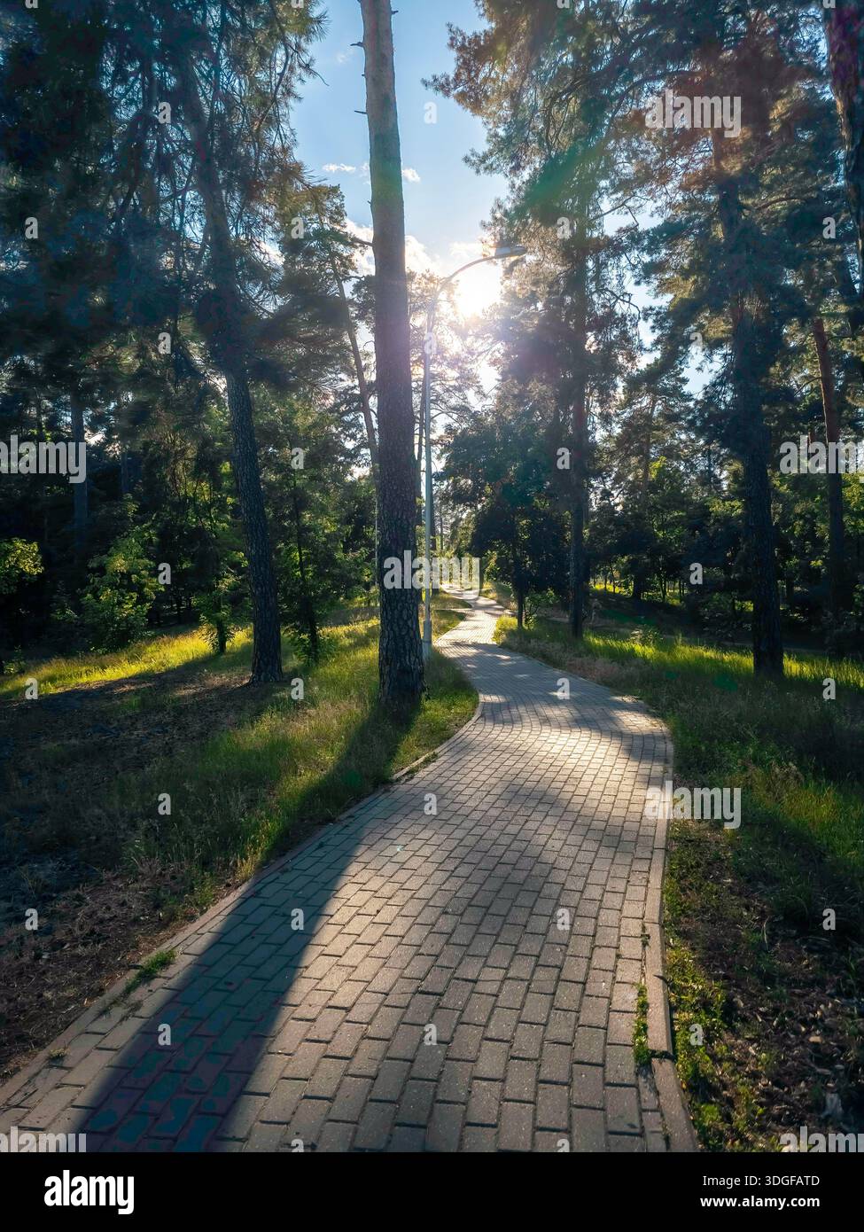 Un sentiero lastricato si snoda attraverso alti pini nel Partisan Glory Park, Darnytskyi District, Kiev, con la luce del sole che filtra attraverso le tettoie, gettando shado - Immagine stock catturata con smartphone