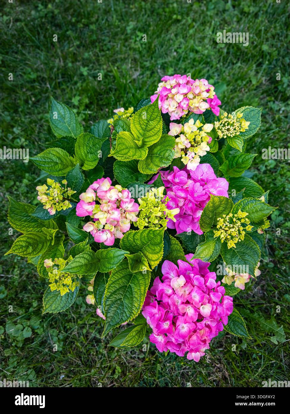 Una vivace pianta ortensia con fiori rosa e giallo chiaro, circondata da foglie verdi lussureggianti, adagiata su un morbido sfondo verde - Immagine stock catturata con smartphone