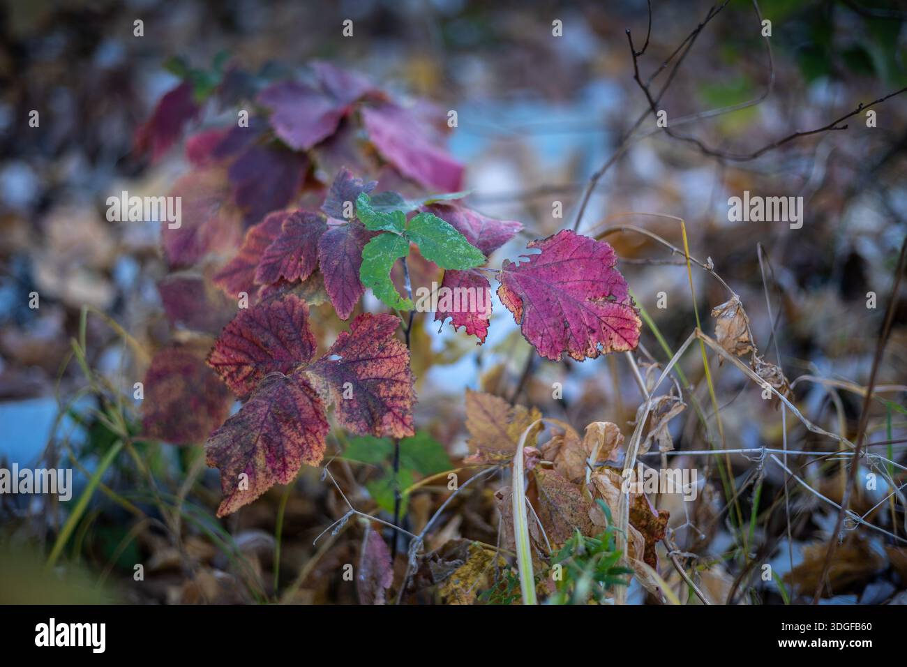 Focalizzazione selettiva su una pianta giovane con foglie rosse, viola e verdi vivaci ricoperte dal primo gelo. Questo colorato fogliame autunnale è circondato da Foto Stock