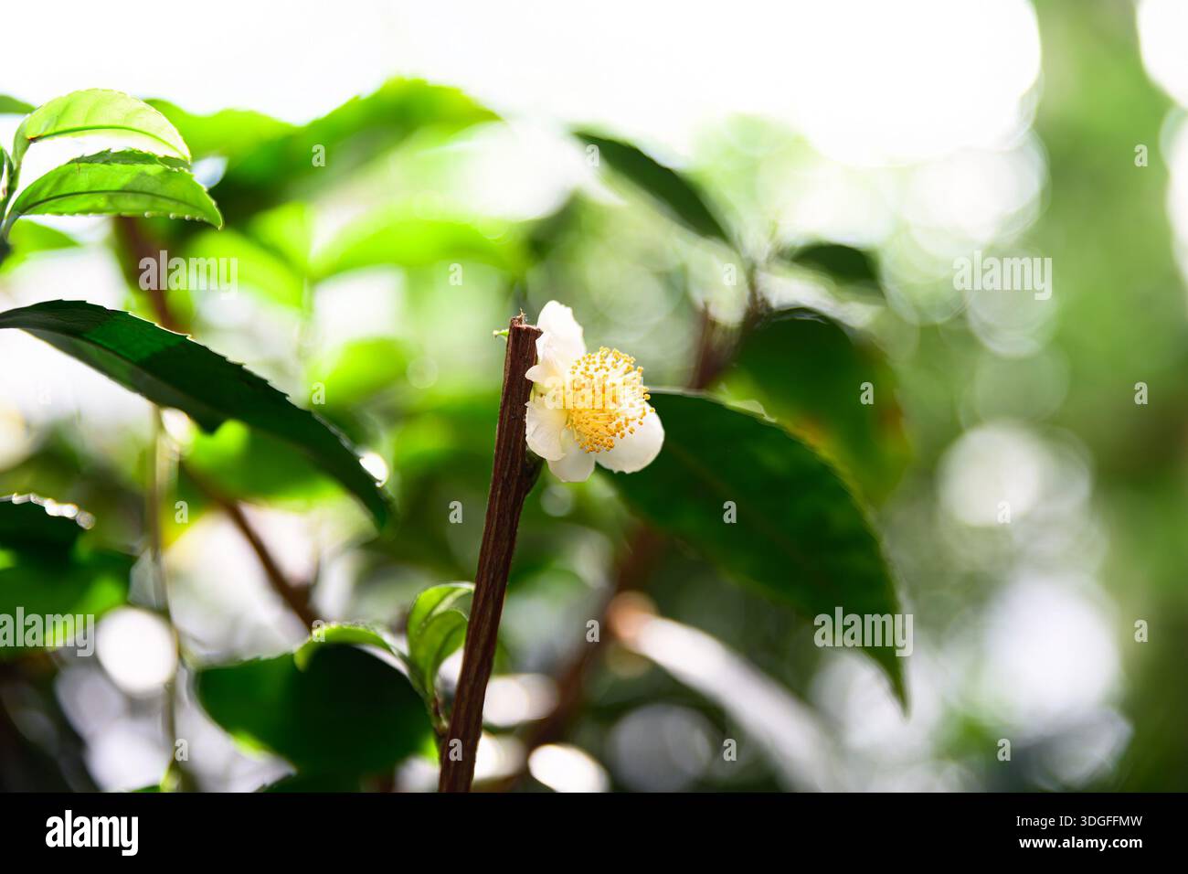 Fiore bianco singolo di camelia sinensis su un ramo di cespuglio di tè con foglie verdi lucide e luce soffusa di bokeh in un ambiente naturale Foto Stock
