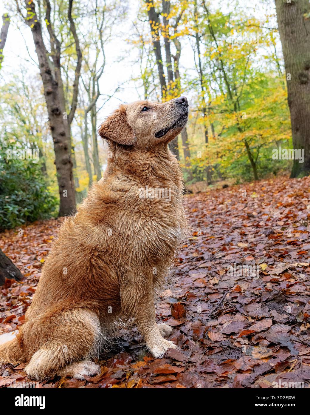 Calmo e suggestivo ritratto di un cane seduto su un sentiero nella foresta durante l'autunno. Foto Stock