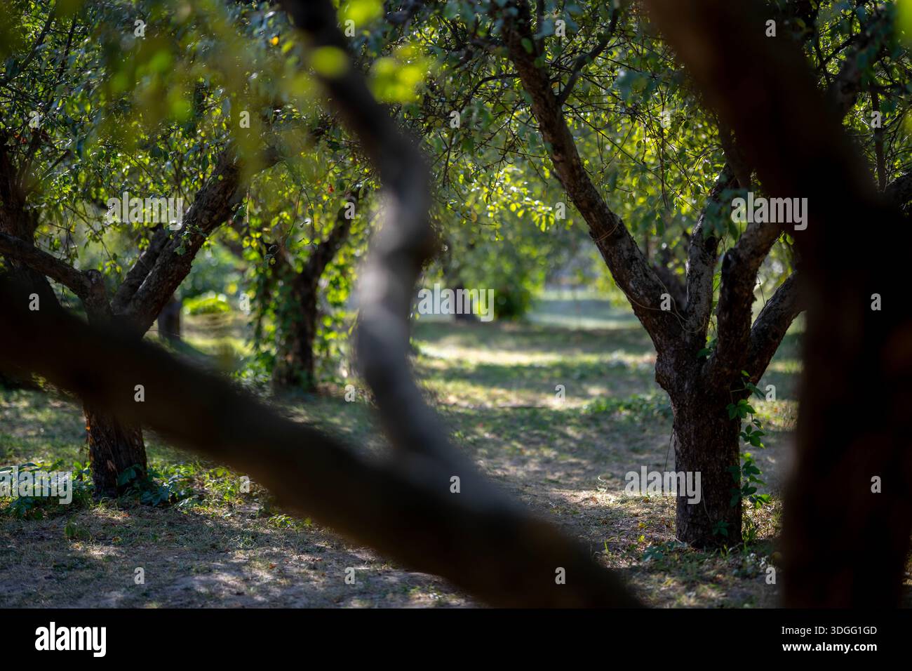 Una vista attraverso i tronchi di alberi da frutto in un frutteto, con la luce del sole che filtra le foglie e sfoca lo sfondo. Foto Stock