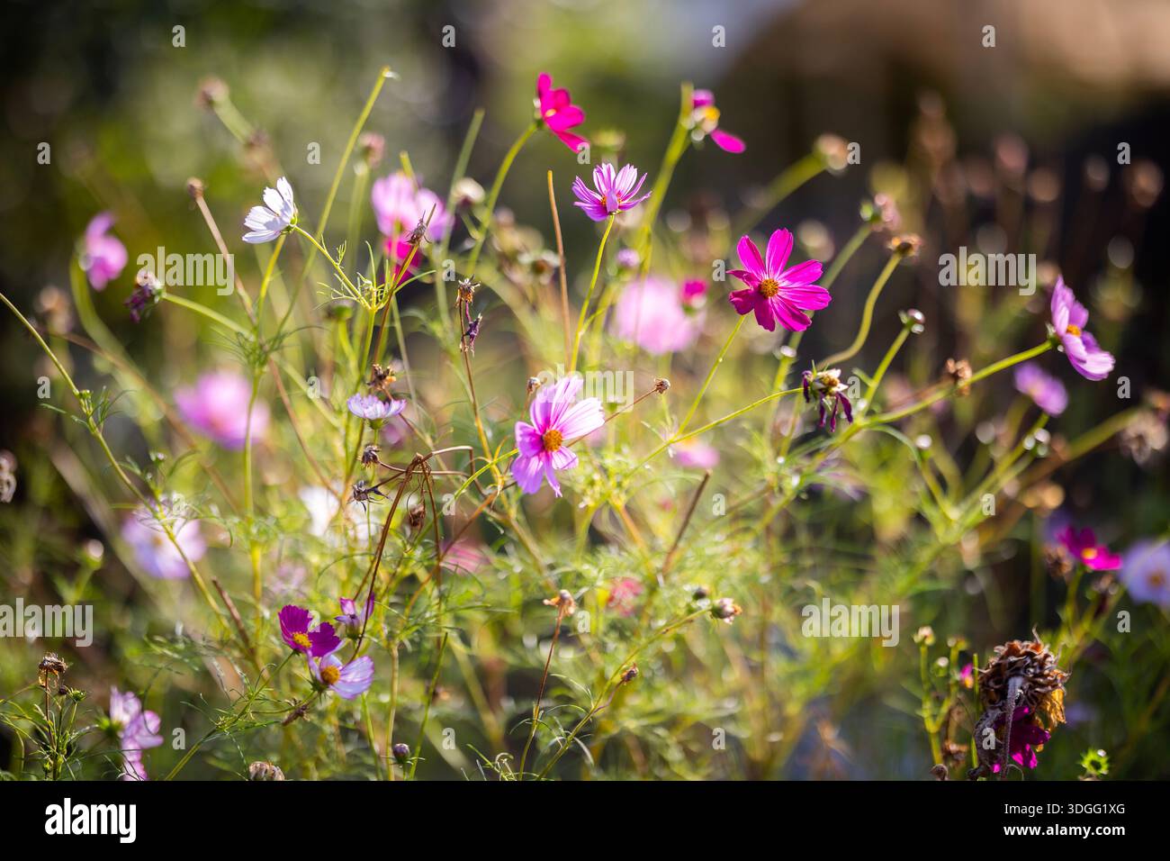 Un cosmo vibrante fiori in varie sfumature di rosa, magenta e bianco, con delicati petali e centri gialli, illuminati dalla luce del sole in modo sfocato Foto Stock