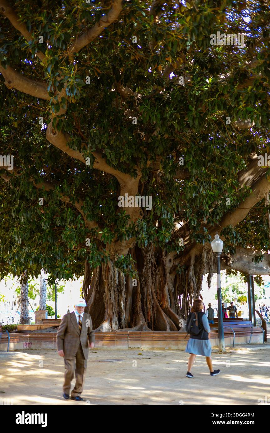 Alicante, Spagna – 14 novembre 2021: Un popolo che cammina davanti a un grande albero di Ficus macrophylla nel Parco Canalejas Foto Stock