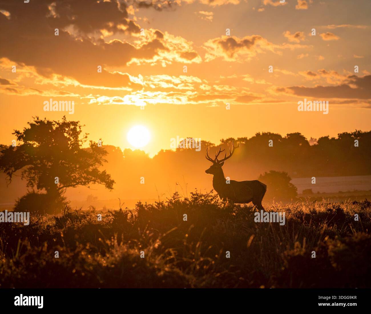 I cervi sono eleganti mammiferi noti per le loro gambe sottili e le imponenti corna Foto Stock