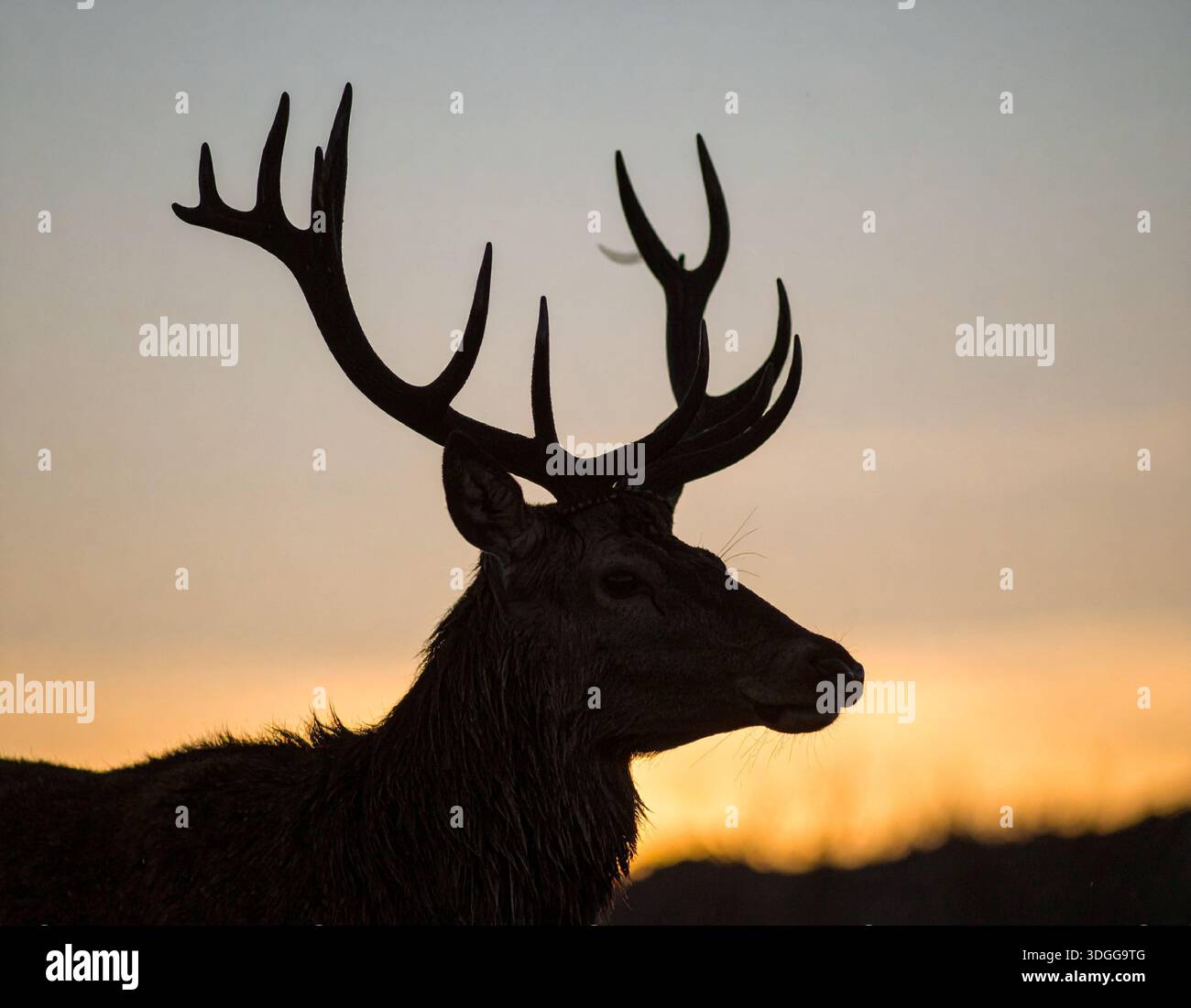 I cervi sono eleganti mammiferi noti per le loro gambe sottili e le imponenti corna Foto Stock