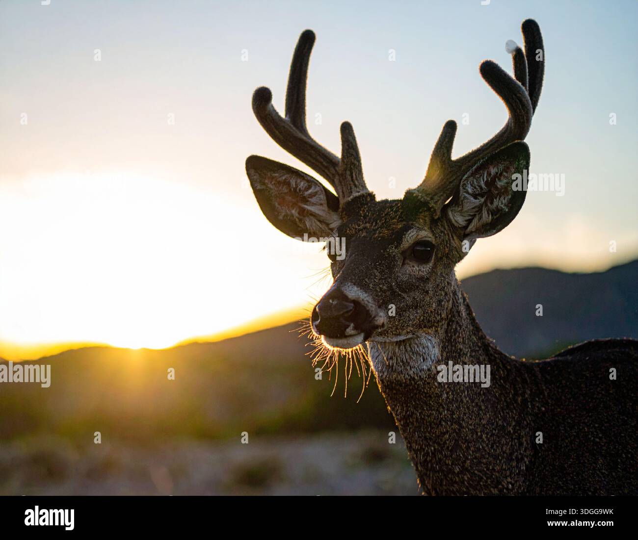 I cervi sono eleganti mammiferi noti per le loro gambe sottili e le imponenti corna Foto Stock