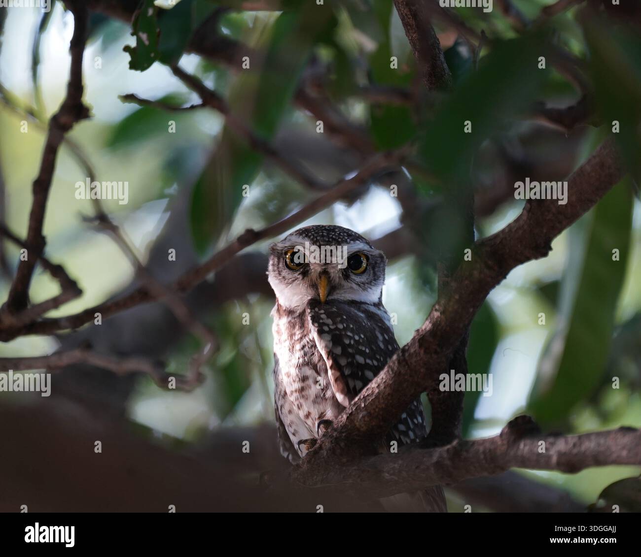 Gufo maculato trovato isolato nel Vedanthangal Bird Sanctuary, Tamil nadu, India 2026. Carta da parati supporti di stampa fotografie naturalistiche, Calendario Foto Stock
