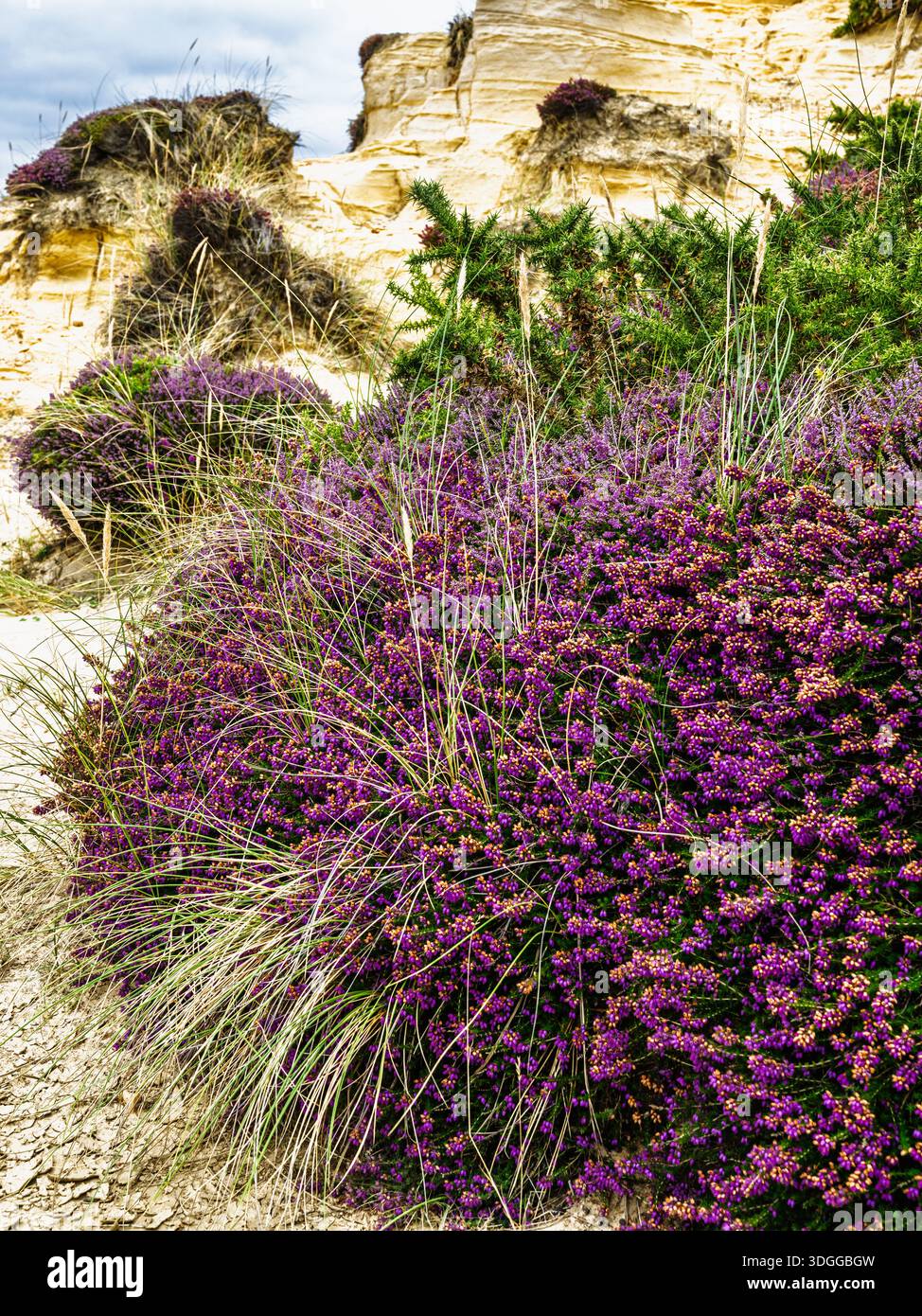Brughiere su Hengistbury Head, Christchurch Head, Manica, Dorset, Inghilterra Foto Stock