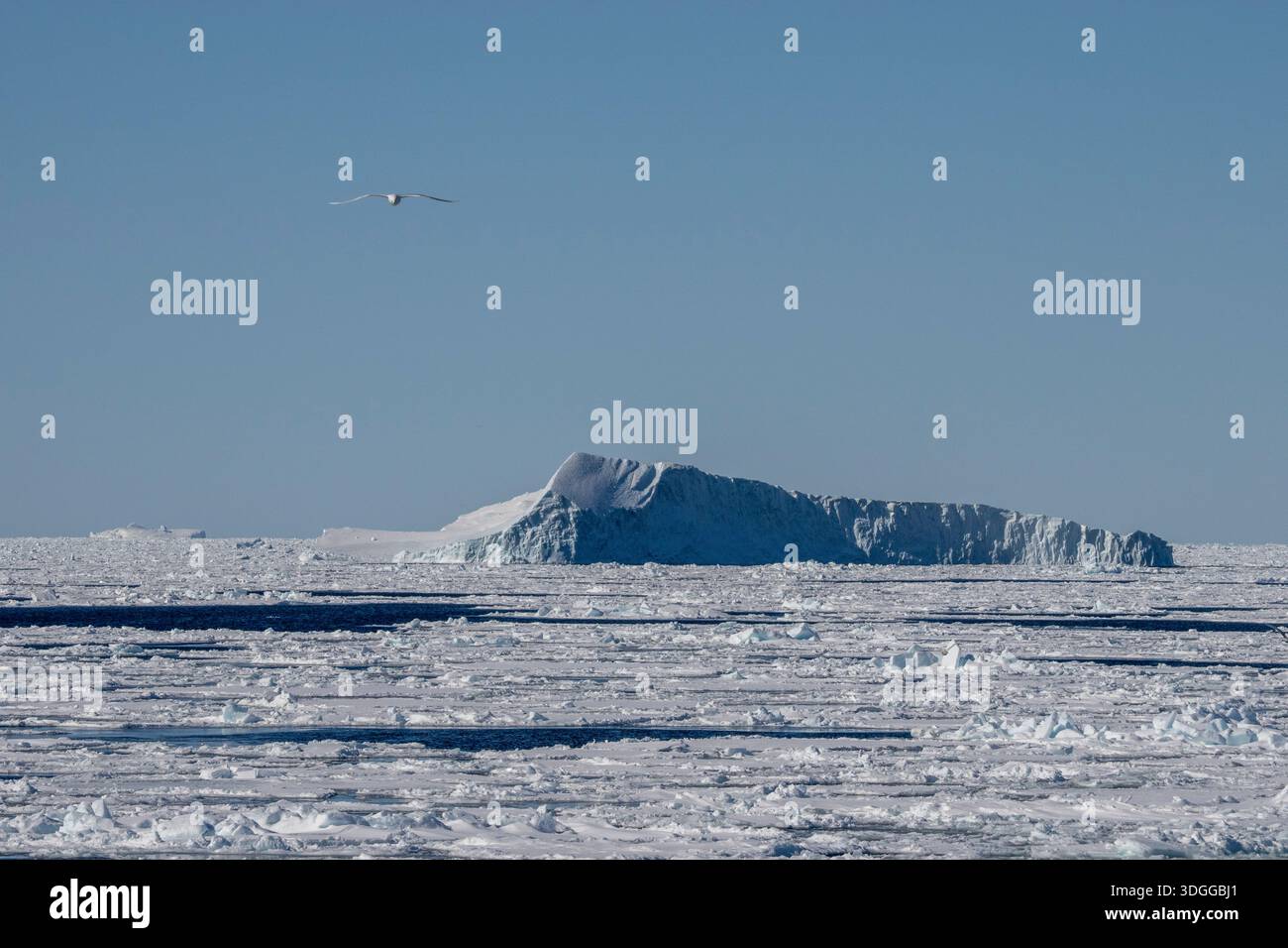 Iceberg e ghiaccio marino, mare di Baffin, Groenlandia. Foto Stock