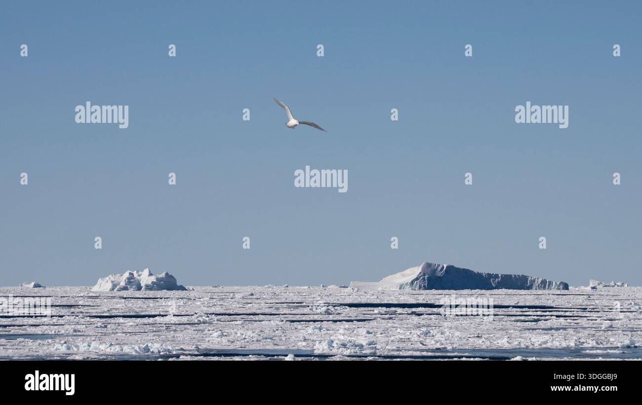 Iceberg e ghiaccio marino, mare di Baffin, Groenlandia. Foto Stock