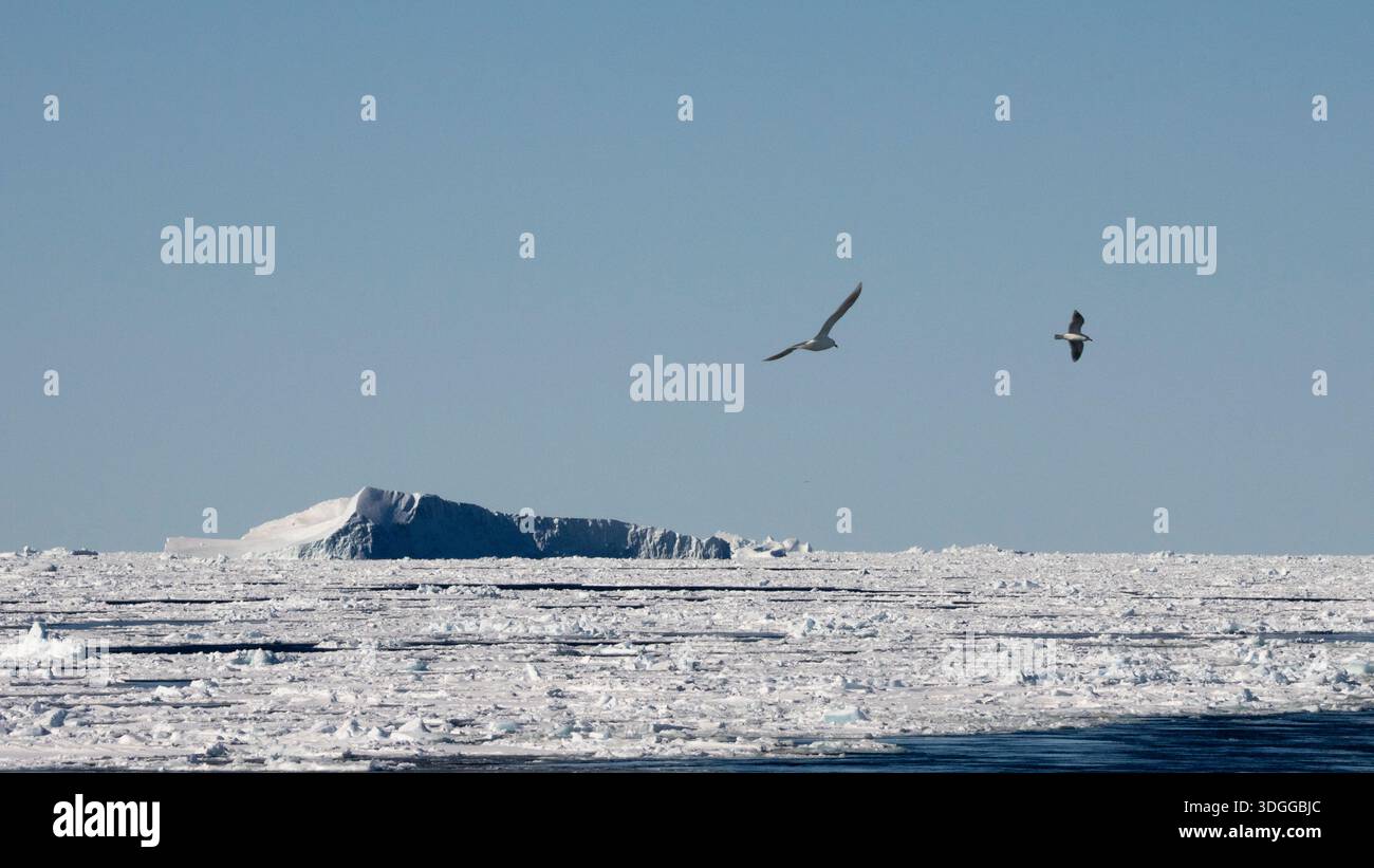 Iceberg e ghiaccio marino, mare di Baffin, Groenlandia. Foto Stock