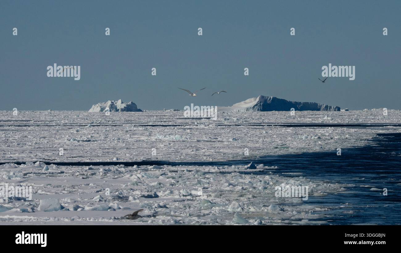 Iceberg e ghiaccio marino, mare di Baffin, Groenlandia. Foto Stock