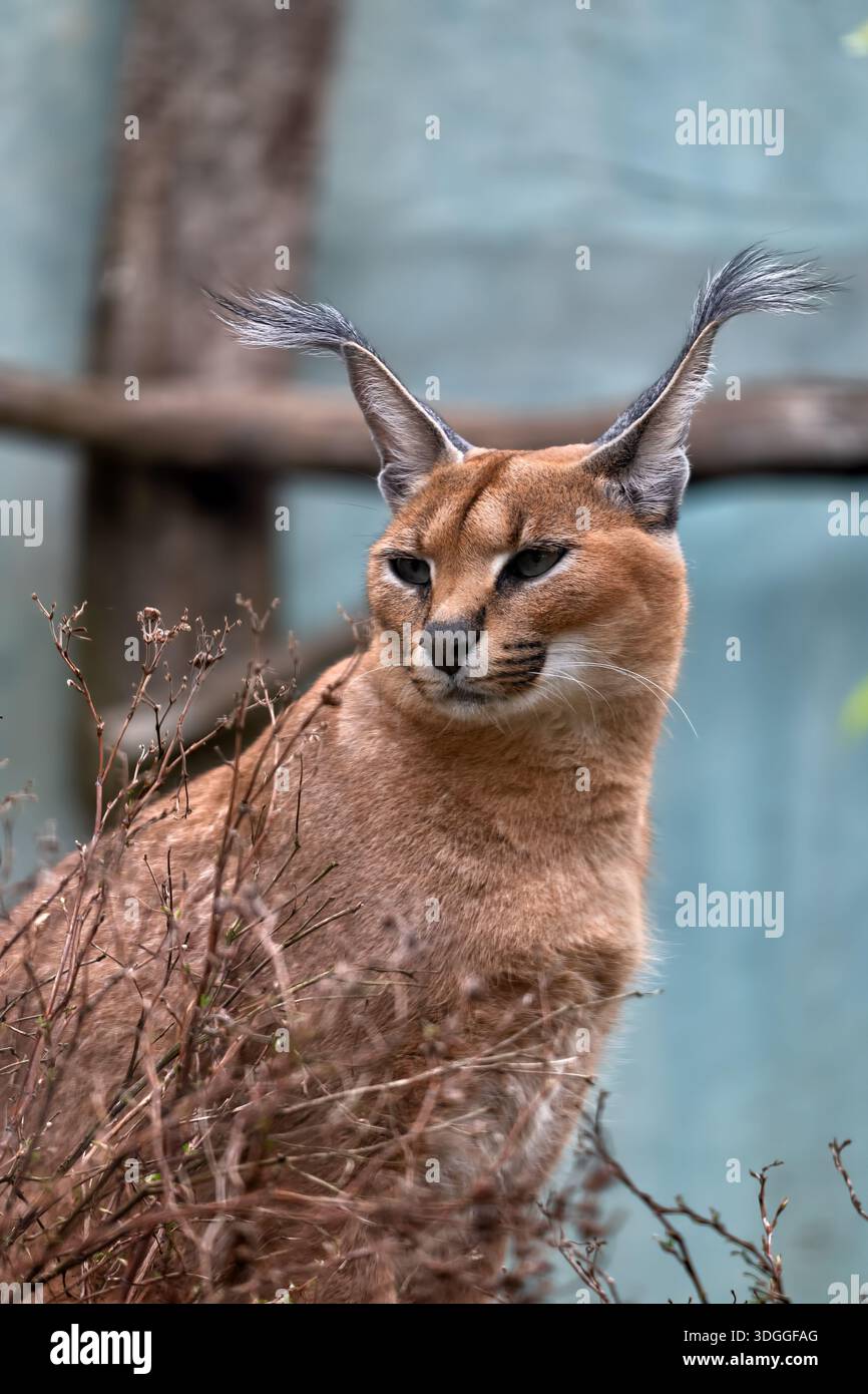 Il caracal (caracal caracal), gatto selvatico della famiglia Felidae nello zoo di Tallinn, originario dell'Africa, del Medio Oriente, dell'Asia centrale. Foto Stock