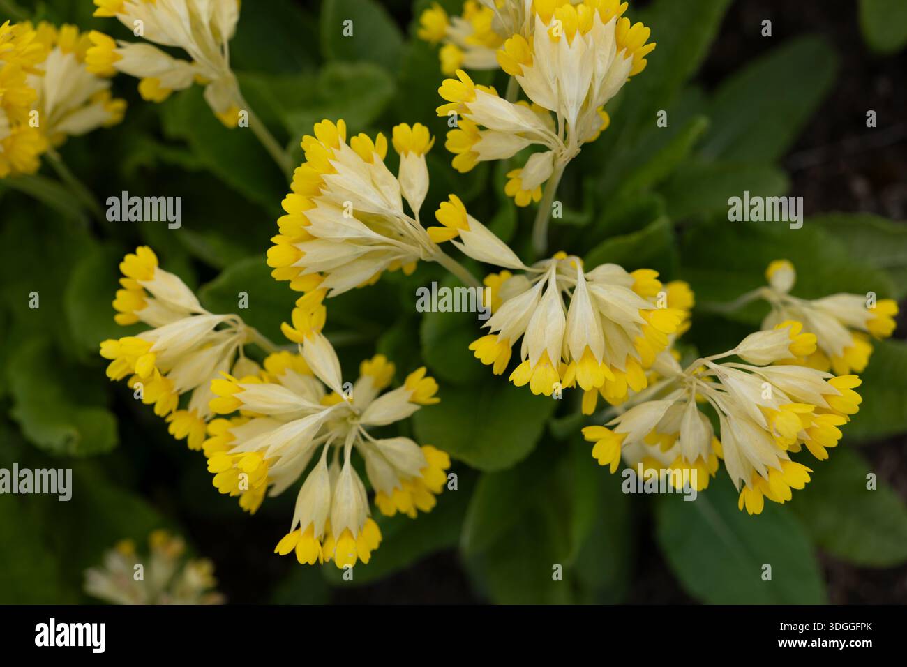 Fiori gialli di Primula veris - la cowslip, la cowslip comune o la primula di cowslip (collina Primula officinalis), pianta erbacea perenne fioritura in Foto Stock