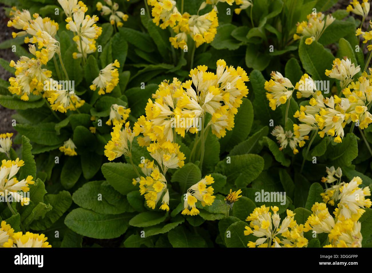 Fiori gialli di Primula veris - la cowslip, la cowslip comune o la primula di cowslip (collina Primula officinalis), pianta erbacea perenne fioritura in Foto Stock
