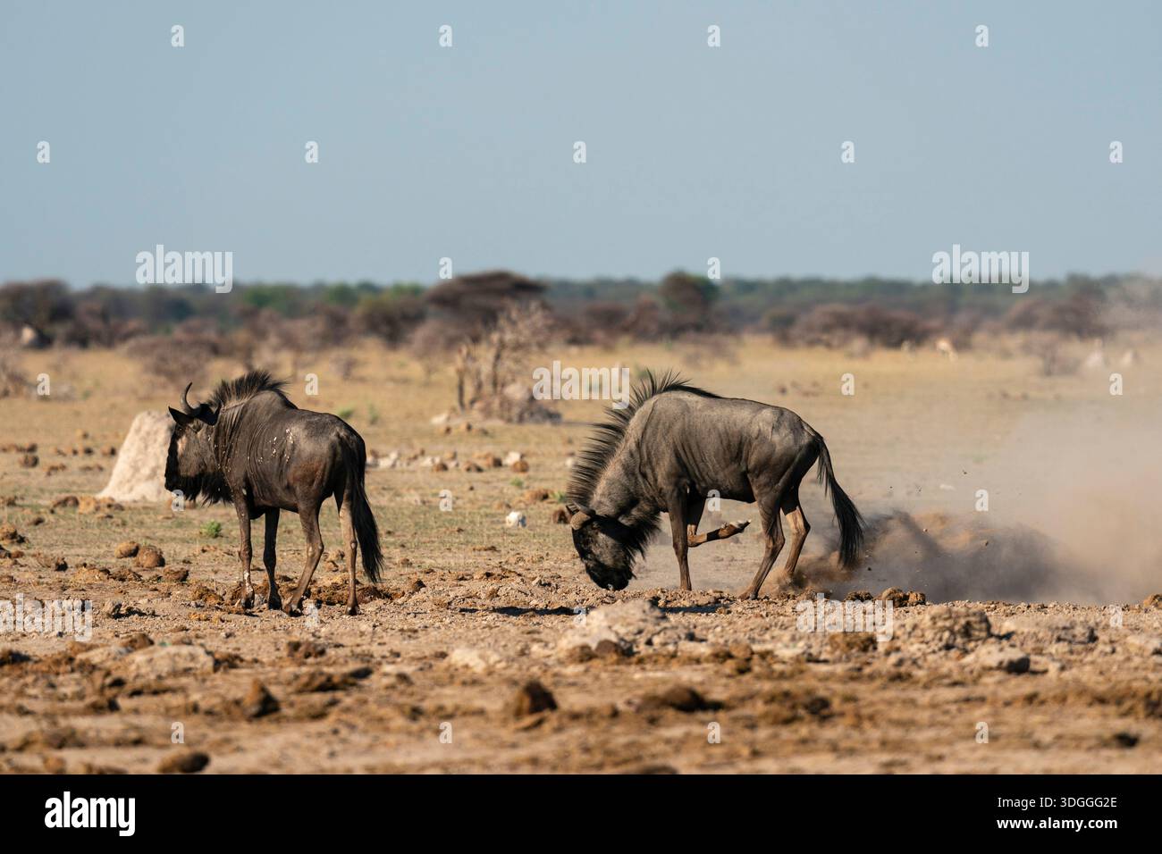 Barbabietole (Connochaetes taurinus) presso la sorgente, il Parco Nazionale Nxai Pan, Botswana. Foto Stock