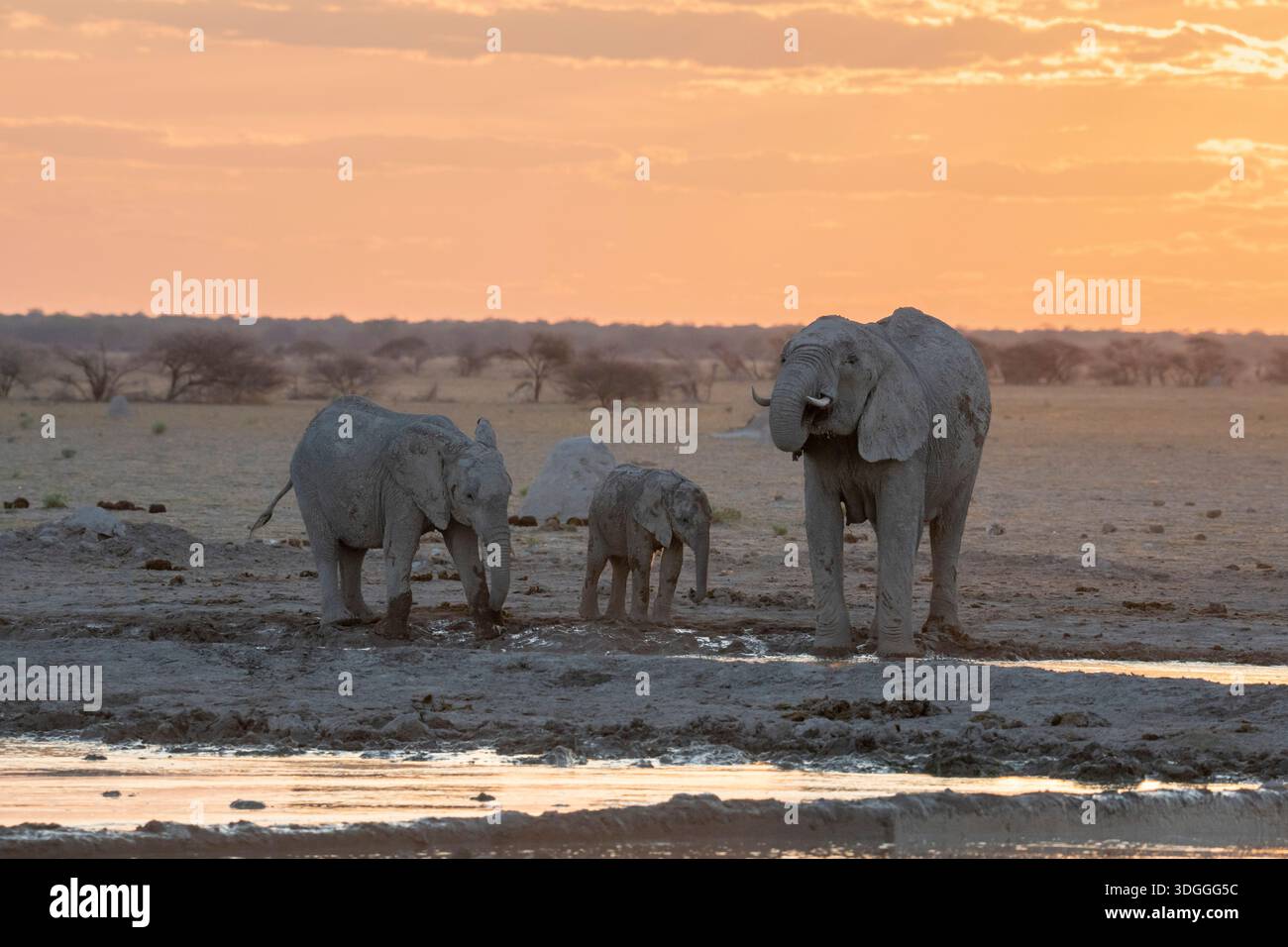 Elefanti africani (Loxodonta africana) al tramonto, Nxai Pan National Park, Botswana. Foto Stock
