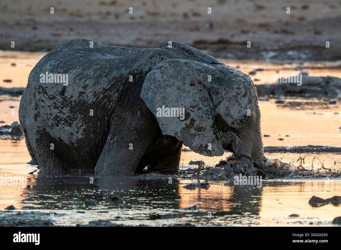 Elefante africano (Loxodonta africana) al tramonto, Nxai Pan National Park, Botswana. Foto Stock