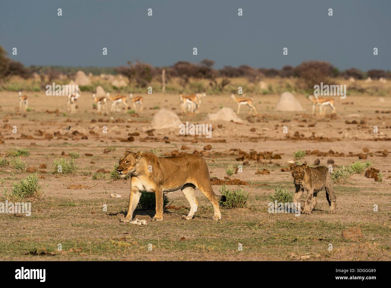 gli springbok allertati (Antidorcas marsupialis) osservano una leonessa (Panthera leo) e i cuccioli che camminano, il Parco Nazionale Nxai Pan, Botswana. Foto Stock