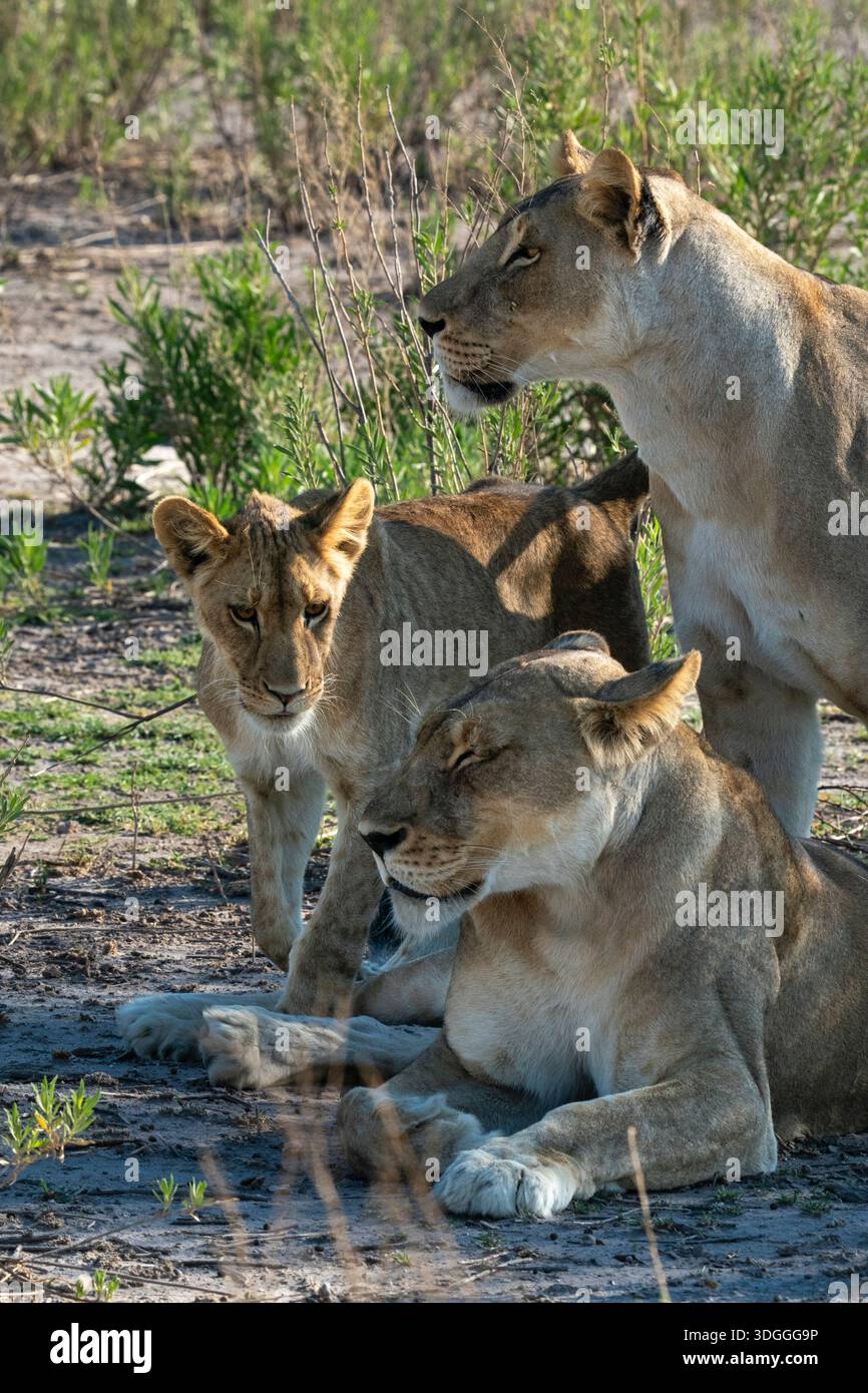 Lionesse (Panthera leo) e Cub, Nxai Pan National Park, Botswana. Foto Stock
