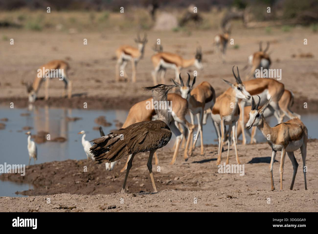 L'otarda di Kori (Ardeotis kori), gli springboks (Antidorcas marsupialis) sullo sfondo, il Nxai Pan National Park, Botswana. Foto Stock