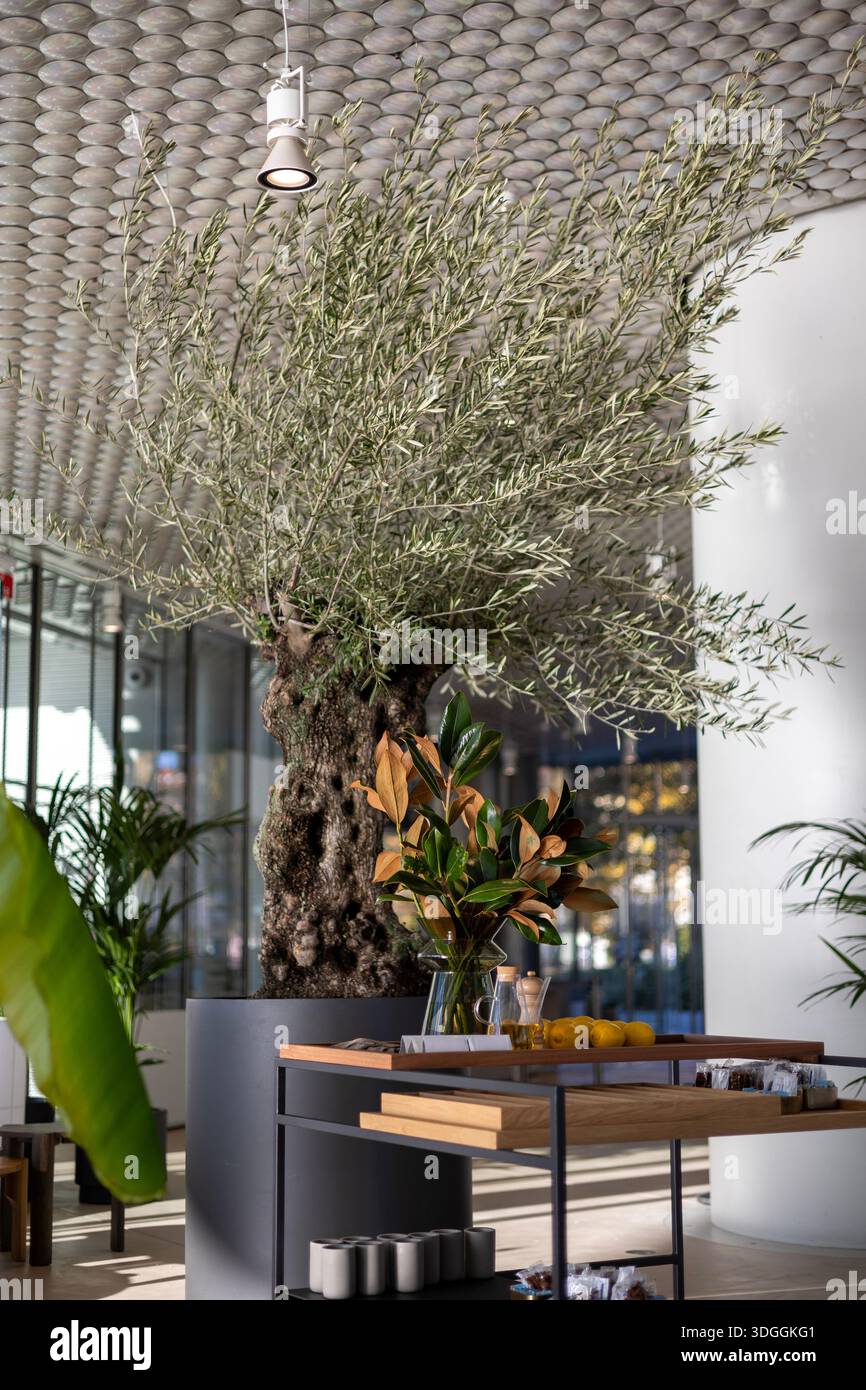 L'interno è un caffè caratterizzato da un grande e maturo olivo come parte centrale del suo design e decor moderni. Foto Stock