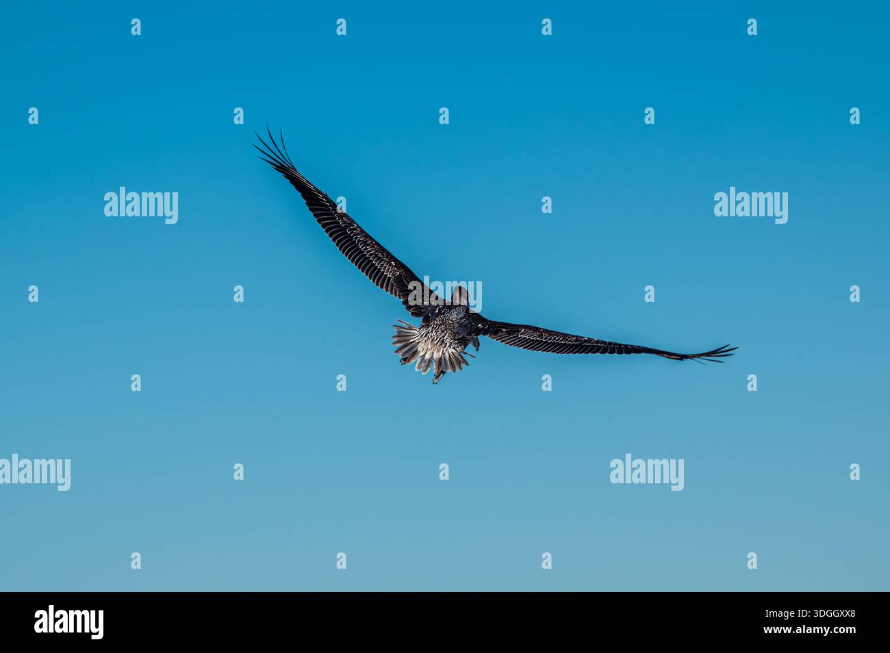 Pellicano marrone da dietro ali volanti sparsi nel cielo blu, isola di Sanibel, Florida Foto Stock