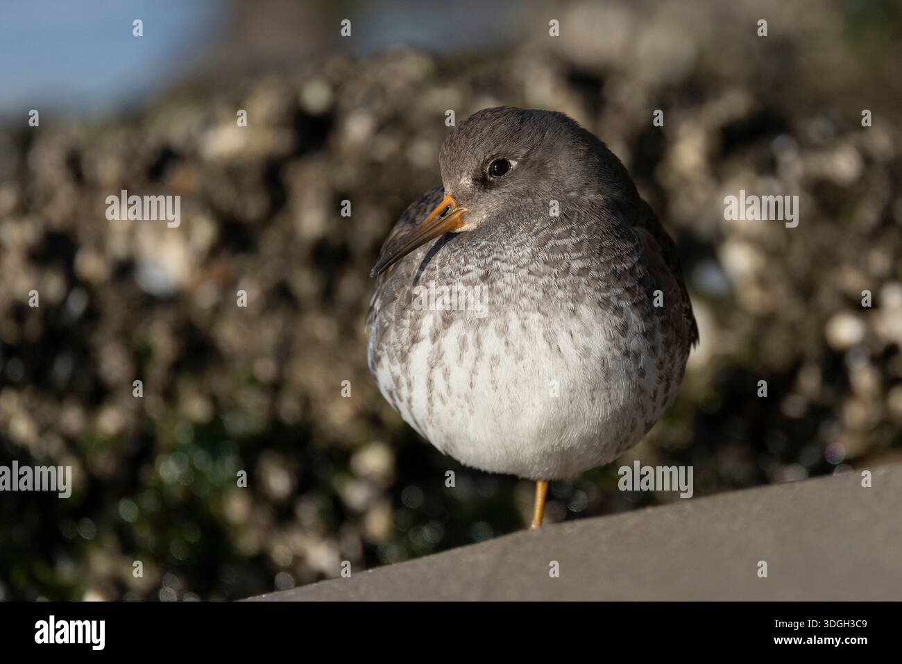 sandpiper viola (calidris maritima) sulla spiaggia Foto Stock