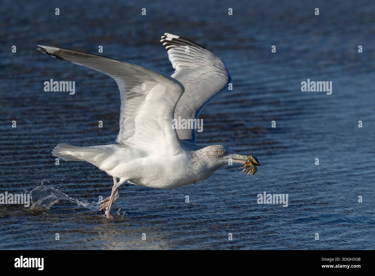 il gabbiano di aringa europeo adulto (larus argentatus) con una cacca nel becco sta iniziando a decollare Foto Stock