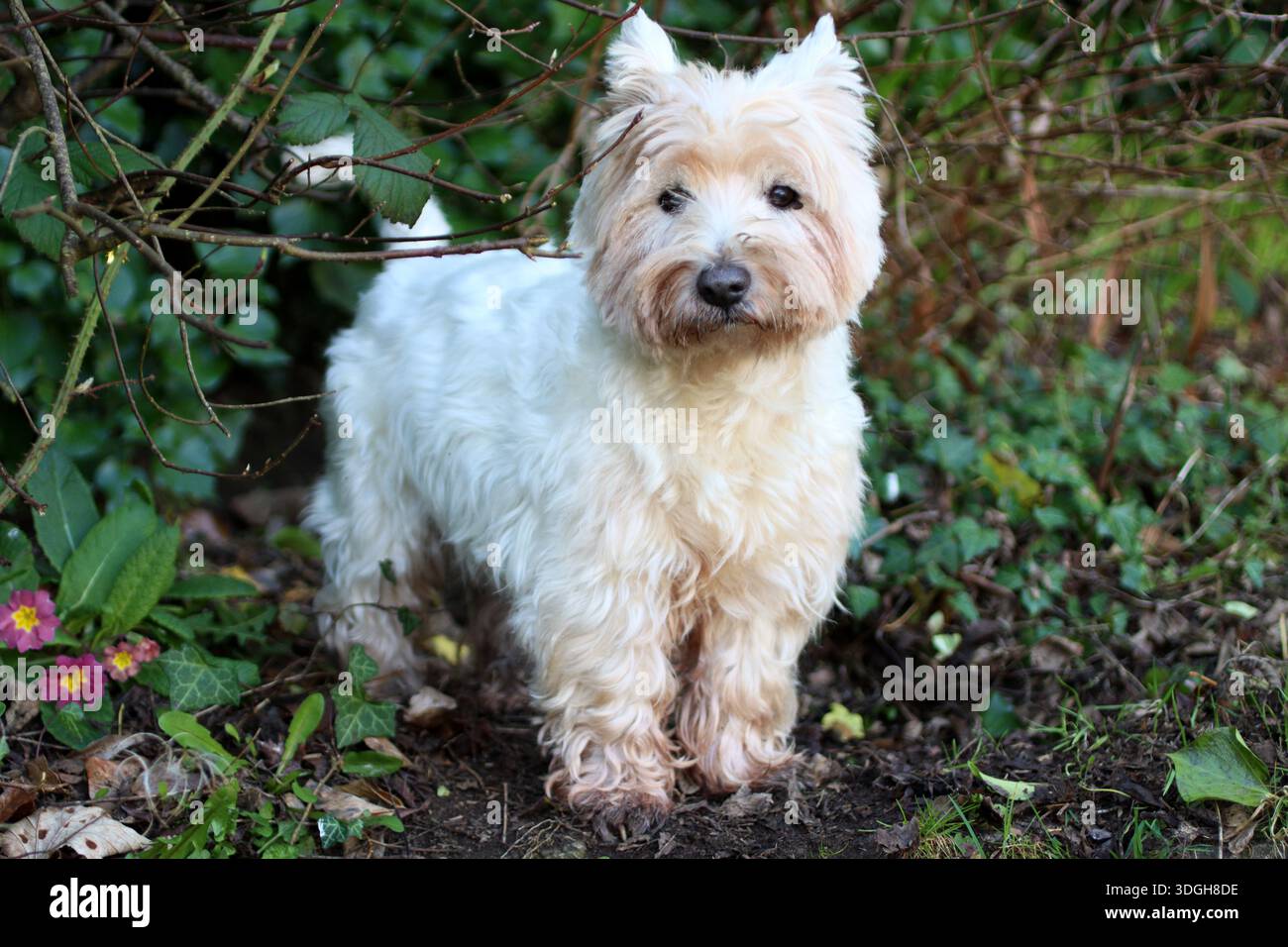 Cane da compagnia del West Highland White Terrier in giardino Foto Stock