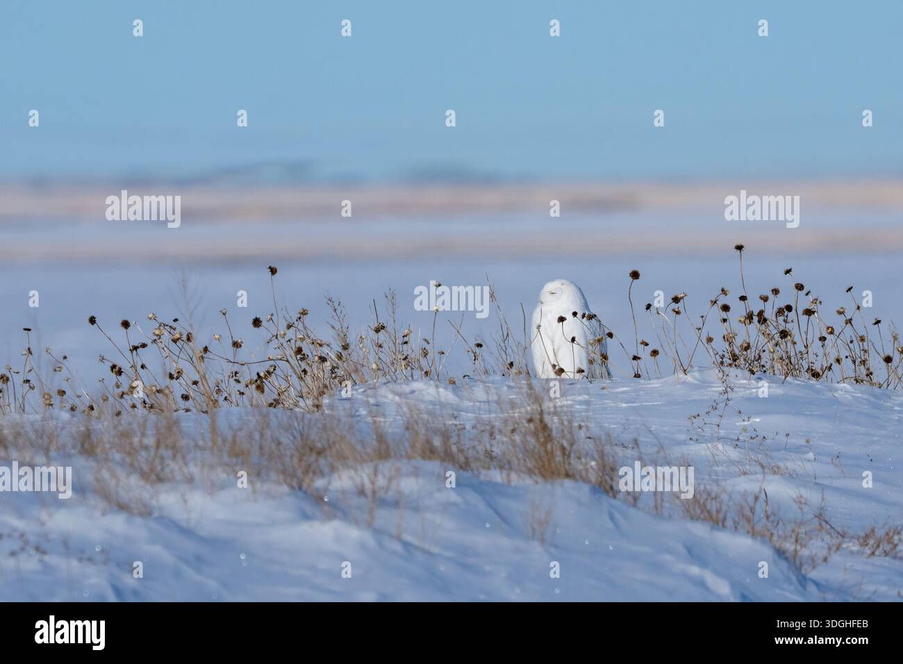 Un gufo innevato maschio che riposa in un campo ghiacciato Foto Stock