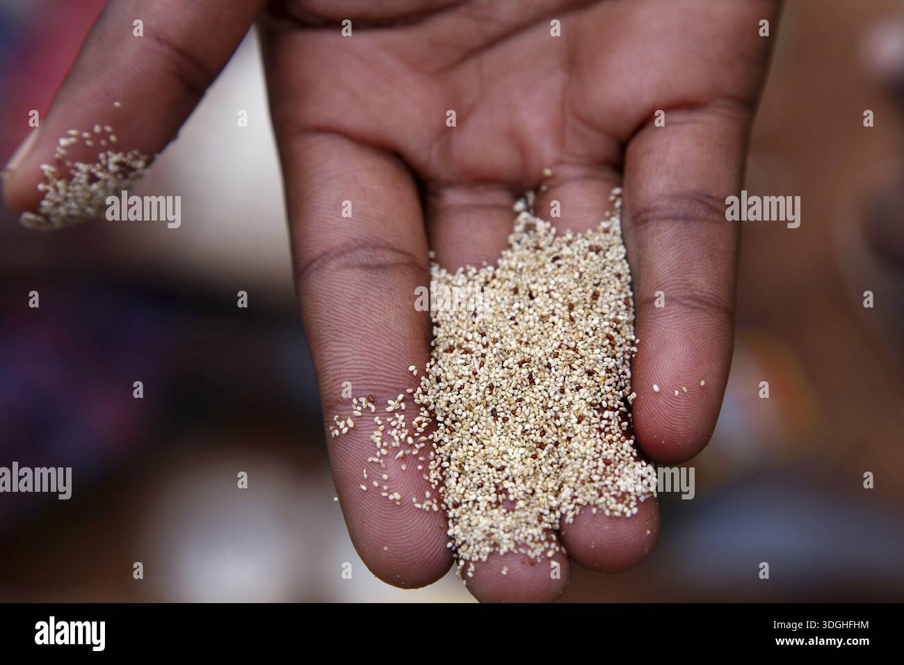 Grani di Teff in mano al mercato di Key Afar, Key Afar, Etiopia meridionale, Etiopia Foto Stock