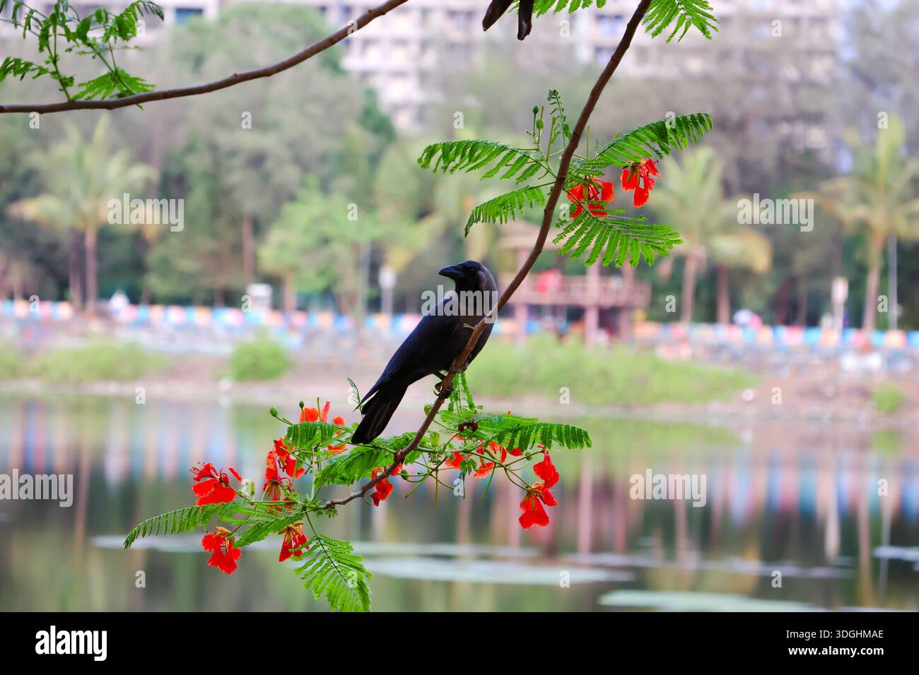 Immagine di un corvo seduto sul ramo di un albero. Foto Stock