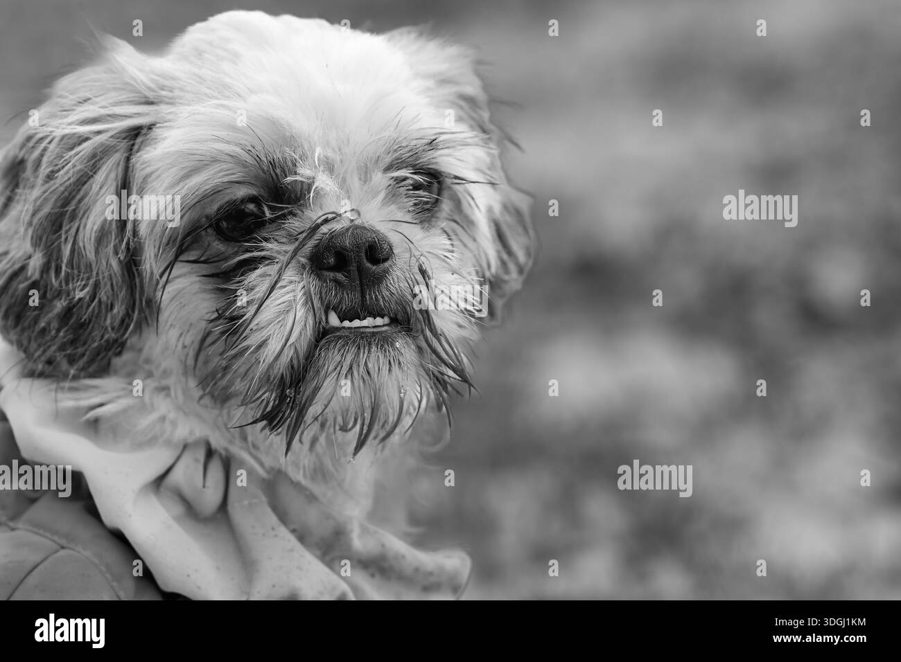 Un delizioso piccolo cane si erge all'aperto, mostrando una personalità unica con i suoi occhi espressivi e la pelliccia leggermente stirata. Foto Stock