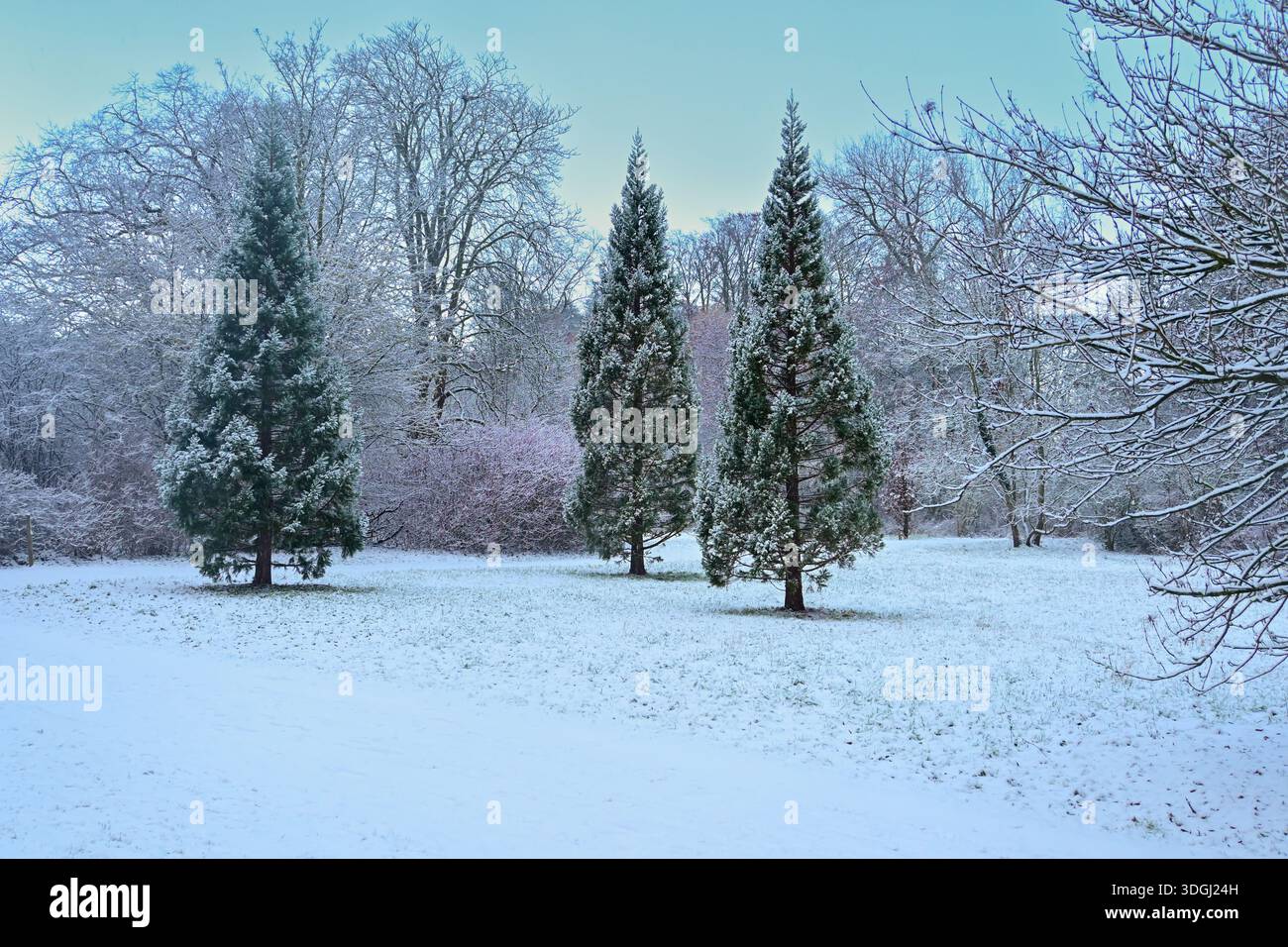 La neve ricopre il terreno mentre maestosi alberi sempreverdi si ergono alti in una tranquilla scena invernale. I rami delicati sono spolverati di ghiaccio, creando un tranqu Foto Stock