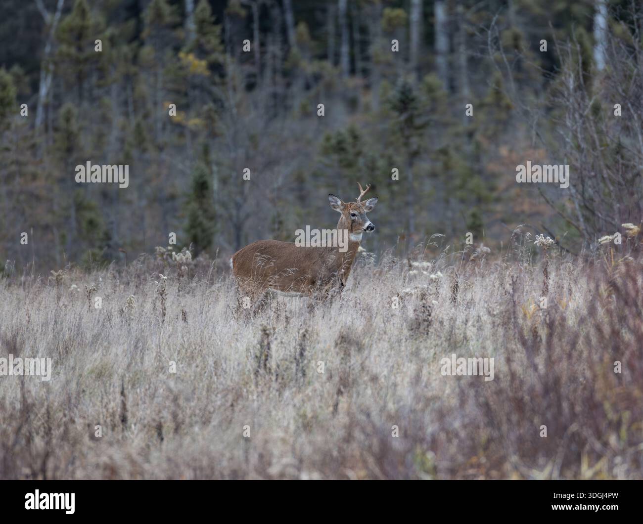 Buck dalla coda bianca durante la corsa di novembre nel Wisconsin settentrionale. Foto Stock