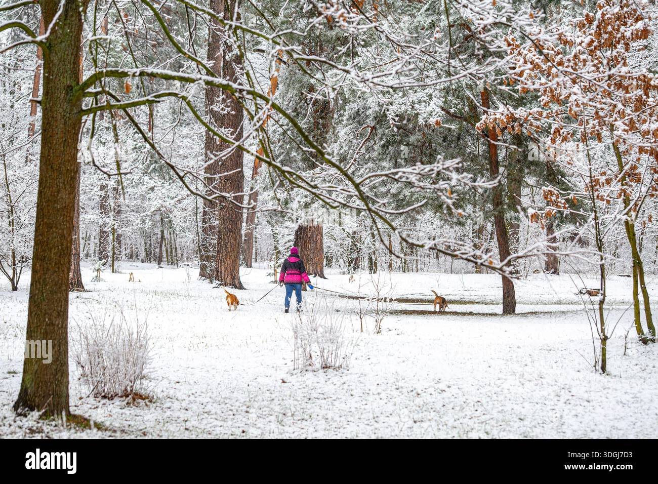 Una persona con una giacca rosa cammina due cani Beagle al guinzaglio attraverso una foresta invernale innevata. La tranquilla scena cattura un momento di pace godendosi la Foto Stock