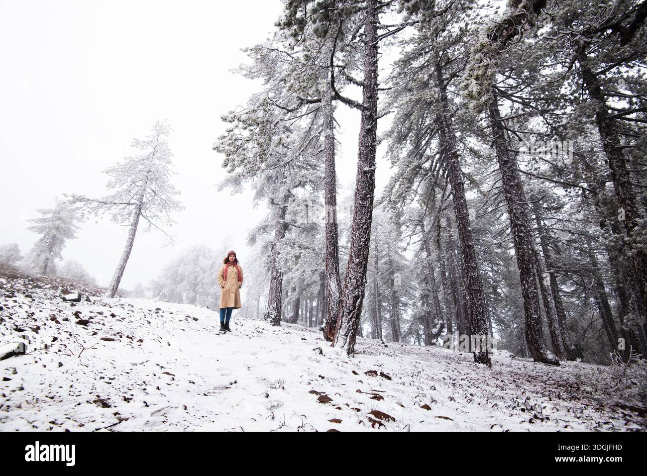 Donna in piedi su una collina innevata in una foresta, circondata da alti pini con rami ricoperti di folta gelo. Foresta di montagna di Troodos Cipro Foto Stock