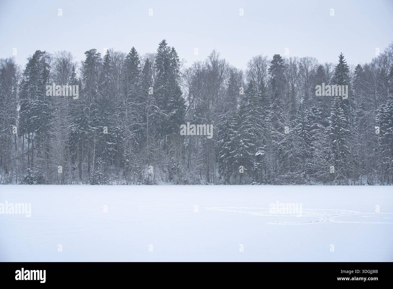 Foresta incontaminata coperta di neve e paesaggio ghiacciato in Estonia Foto Stock