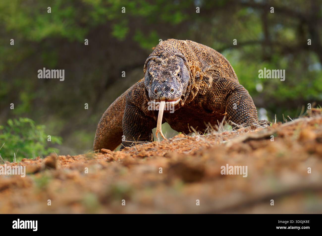 Drago di Komodo Varanus komodoensis anche monitor di Komodo, grande rettile di Varanidae endemico delle isole indonesiane di Komodo, Rinca, Flores, caccia, AM Foto Stock
